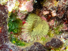 Notaulax occidentalis