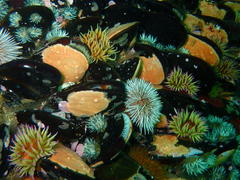 Choromytilus meridionalis