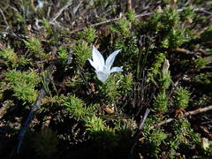 Wahlenbergia calcarea