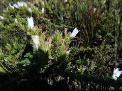 Wahlenbergia calcarea