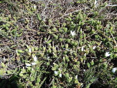 Wahlenbergia calcarea