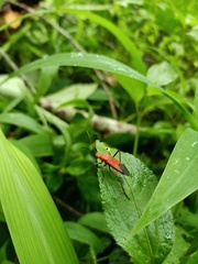 Leptocoris
