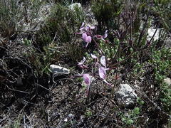 Pelargonium dipetalum