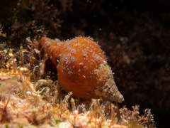 Fasciolaria