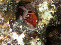 Ctenoides mitis