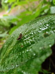 Orthoptera