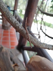 Microcoema