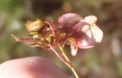 Indigofera verrucosa