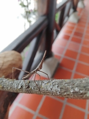 Microcoema