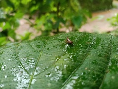 Orthoptera
