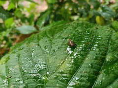 Orthoptera