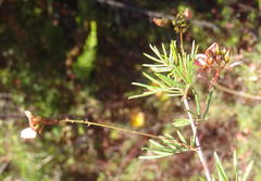 Indigofera verrucosa