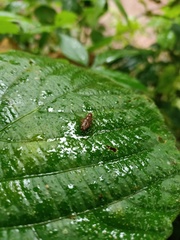 Orthoptera