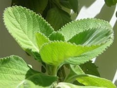 Coleus barbatus grandis