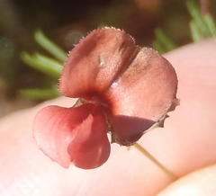 Indigofera verrucosa