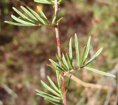 Indigofera verrucosa