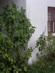 Coleus barbatus grandis