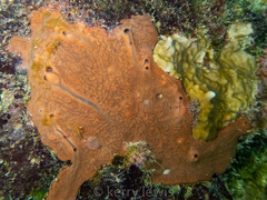 Spirastrella hartmani