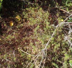 Indigofera verrucosa