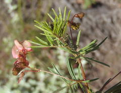 Indigofera verrucosa