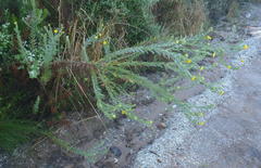 Schistostephium umbellatum