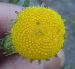 Schistostephium umbellatum