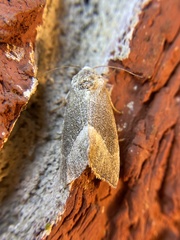 Plagiomimicus spumosum