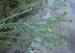 Schistostephium umbellatum