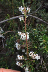 Leucopogon collinus