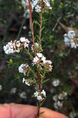 Leucopogon collinus