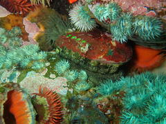 Haliotis spadicea