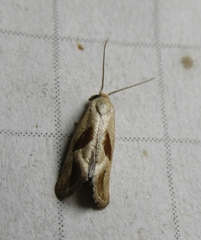 Eugnosta bimaculana