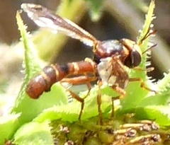 Physocephala marginata
