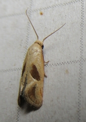 Eugnosta bimaculana