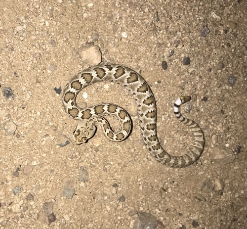 Mojave Rattlesnake