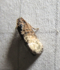 Ecdytolopha mana