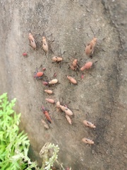 Leptocoris
