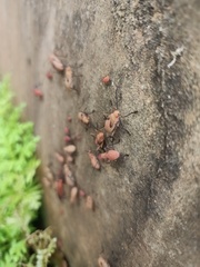Leptocoris