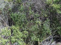 Senecio lycopodioides