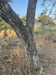 Ziziphus mauritiana