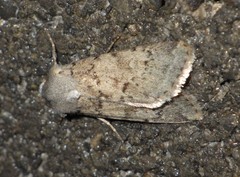 Epipsilia grisescens