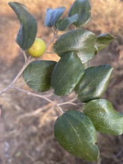 Ziziphus mauritiana