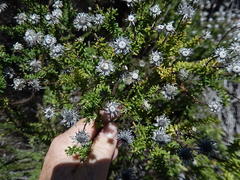 Senecio lycopodioides