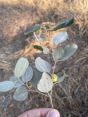 Ziziphus mauritiana