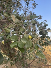 Ziziphus mauritiana