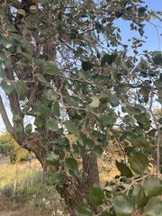 Ziziphus mauritiana