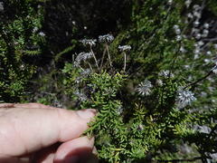Senecio lycopodioides