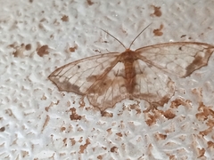 Hydatoscia ategua