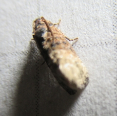 Ecdytolopha mana