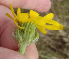 Senecio coronatus